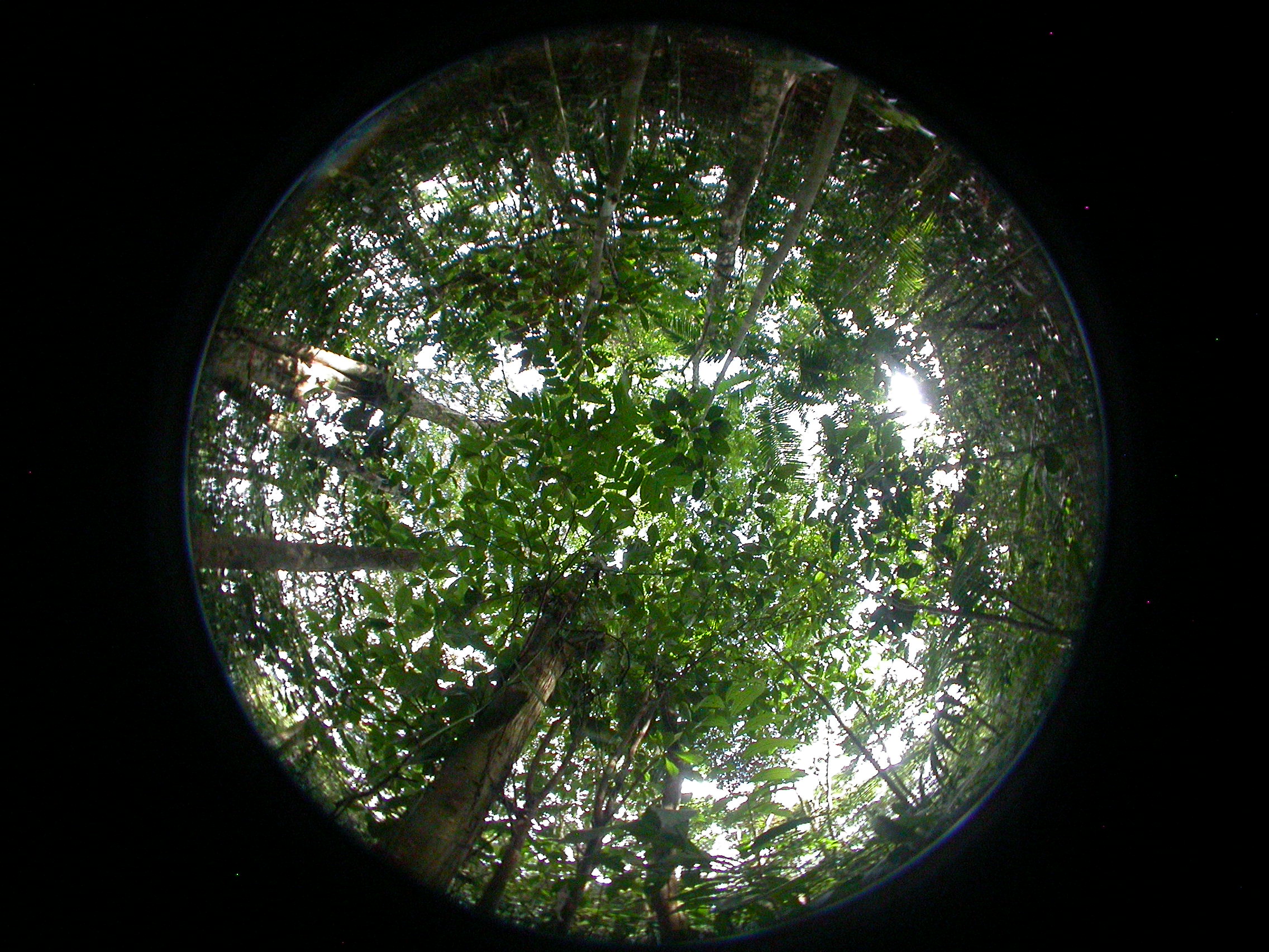 Looking up at the rainforest canopy