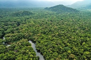Forest image from YaleNews