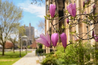 Magnolias on campus