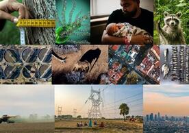 Collage of climate, health and biodiversity-related images