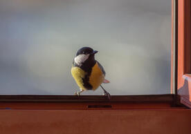 Bird sitting on a window.