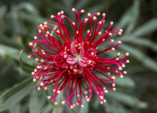 Close-up photo of a red flower